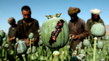 Afghanistan opium poppy supply plummets 95% after Taliban ban