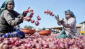 Indian onions rotting at border as exports to Bangladesh freeze