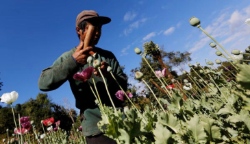 Myanmar’s opium poppy cultivation hits highest level in a decade: UN 